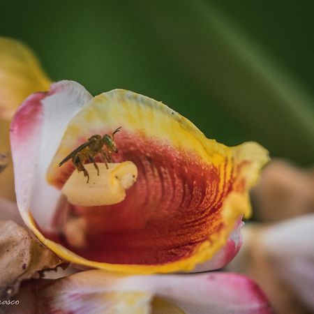 Manish Hotel Ecologico Pucallpa Ngoại thất bức ảnh
