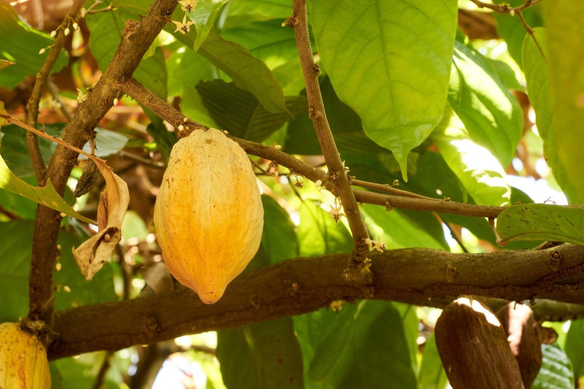 Manish Hotel Ecologico Pucallpa Ngoại thất bức ảnh